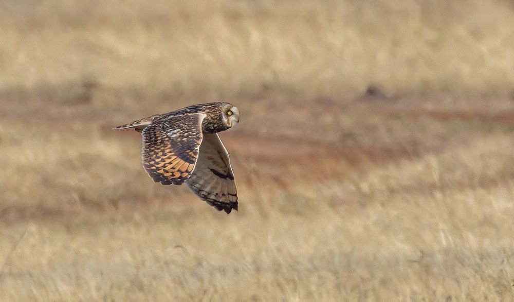 Short Eared Owl in Flight