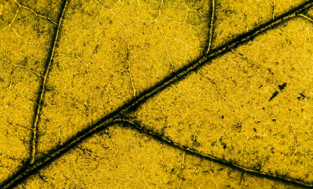 Yellow veins