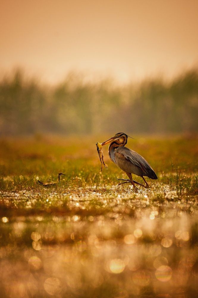 Photograph by Kalyan Acharya