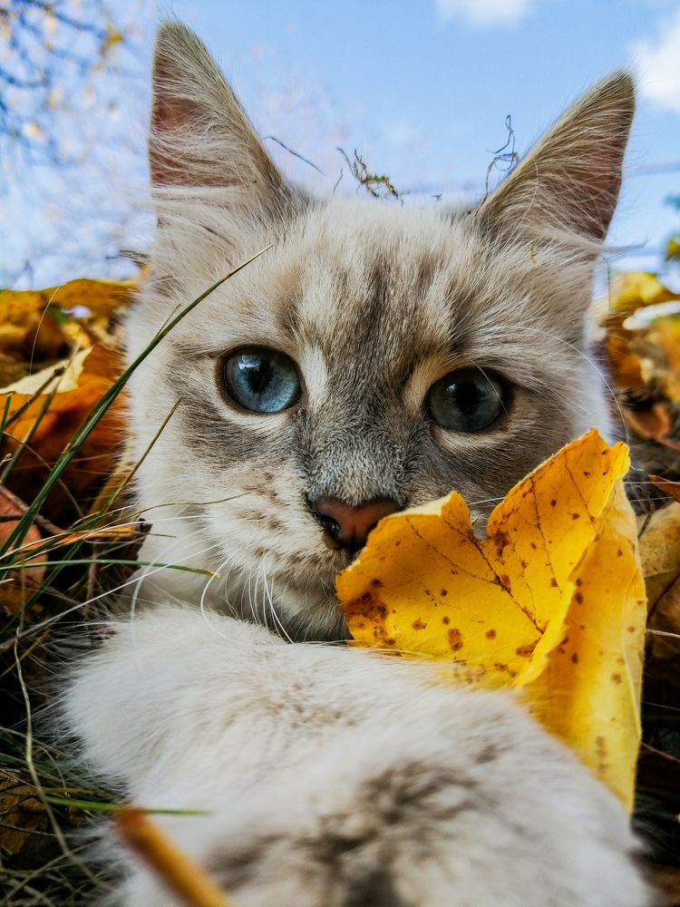 Кошачий мир