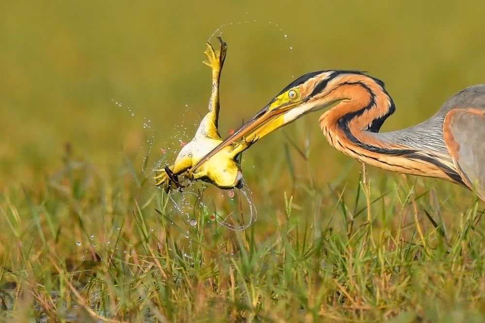 Photograph by Kalyan Acharya