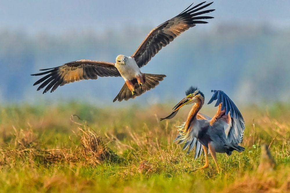 Photograph by Kalyan Acharya