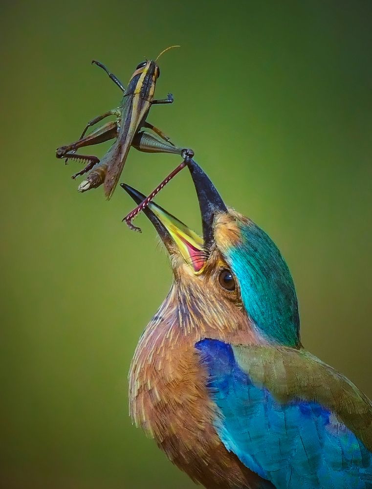 Photograph by Kalyan Acharya