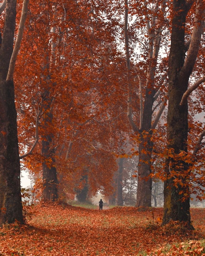 Photograph by Amaan Bhat