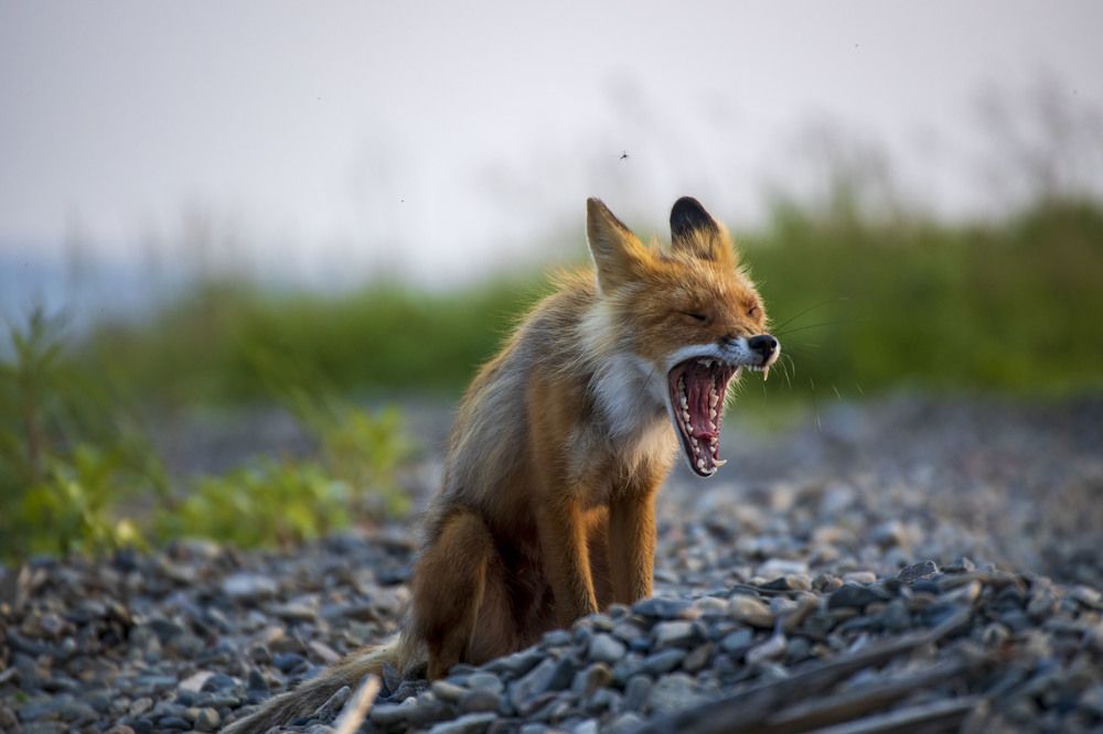 Photograph by Dmitriy Marchenko