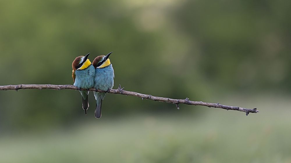 Photograph by Petya Petkova