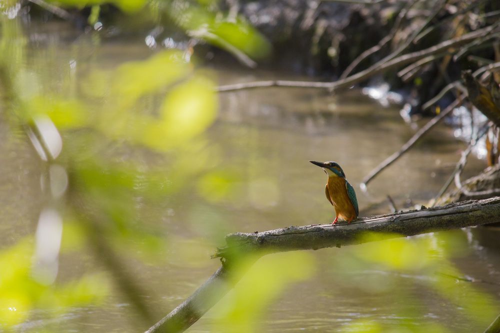 Зимородок в антураже