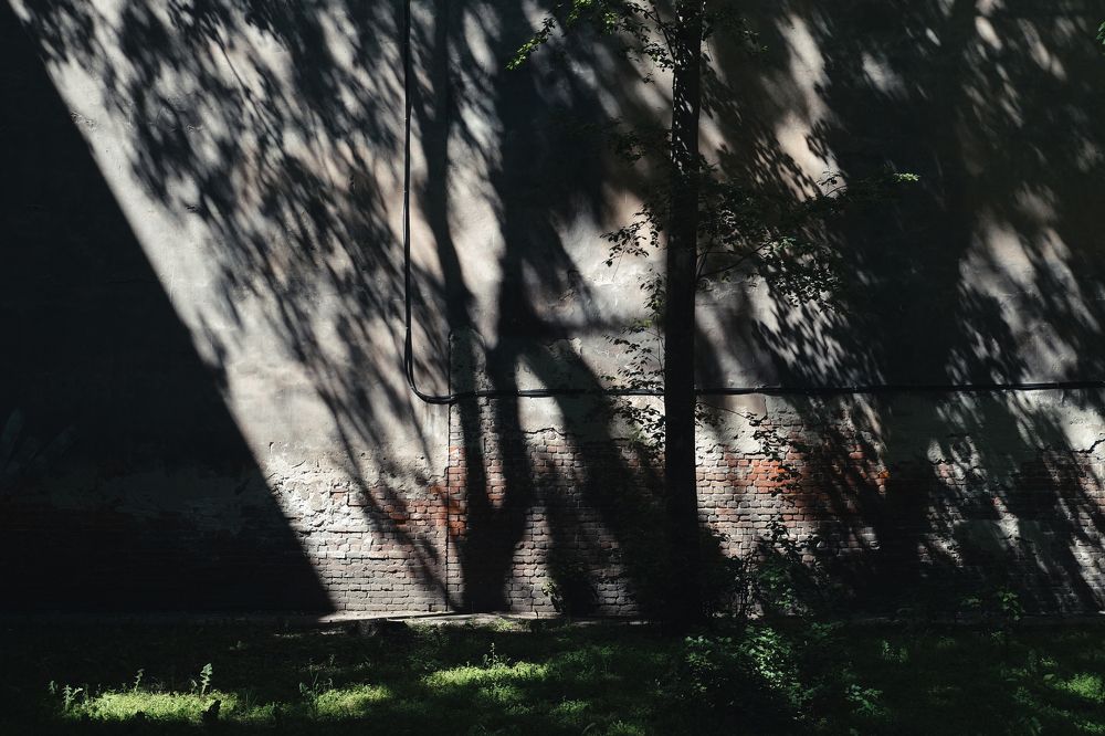 Жизнь цвета