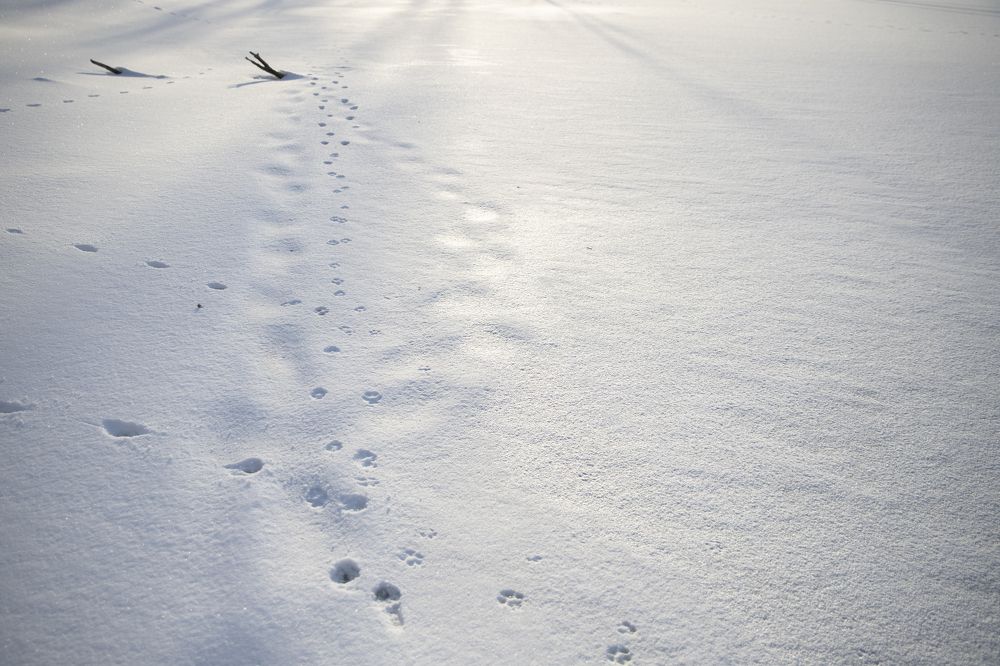 Следы на снегу