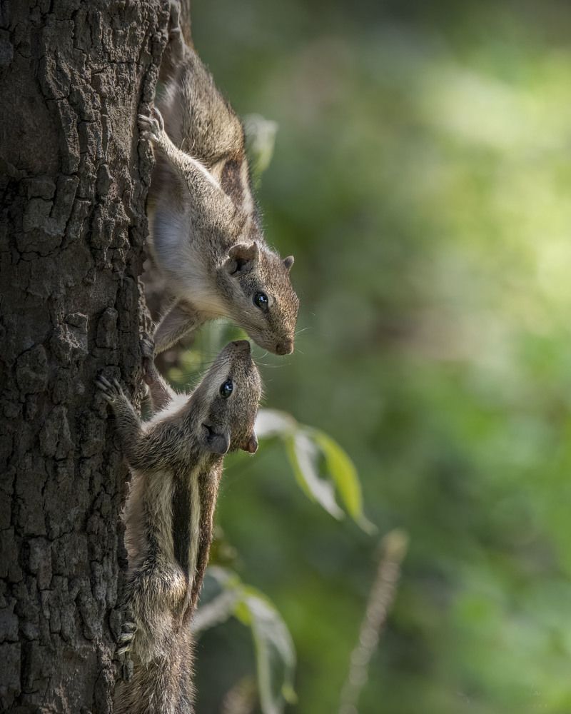 Фотография автора Sunny Saha Pramanick