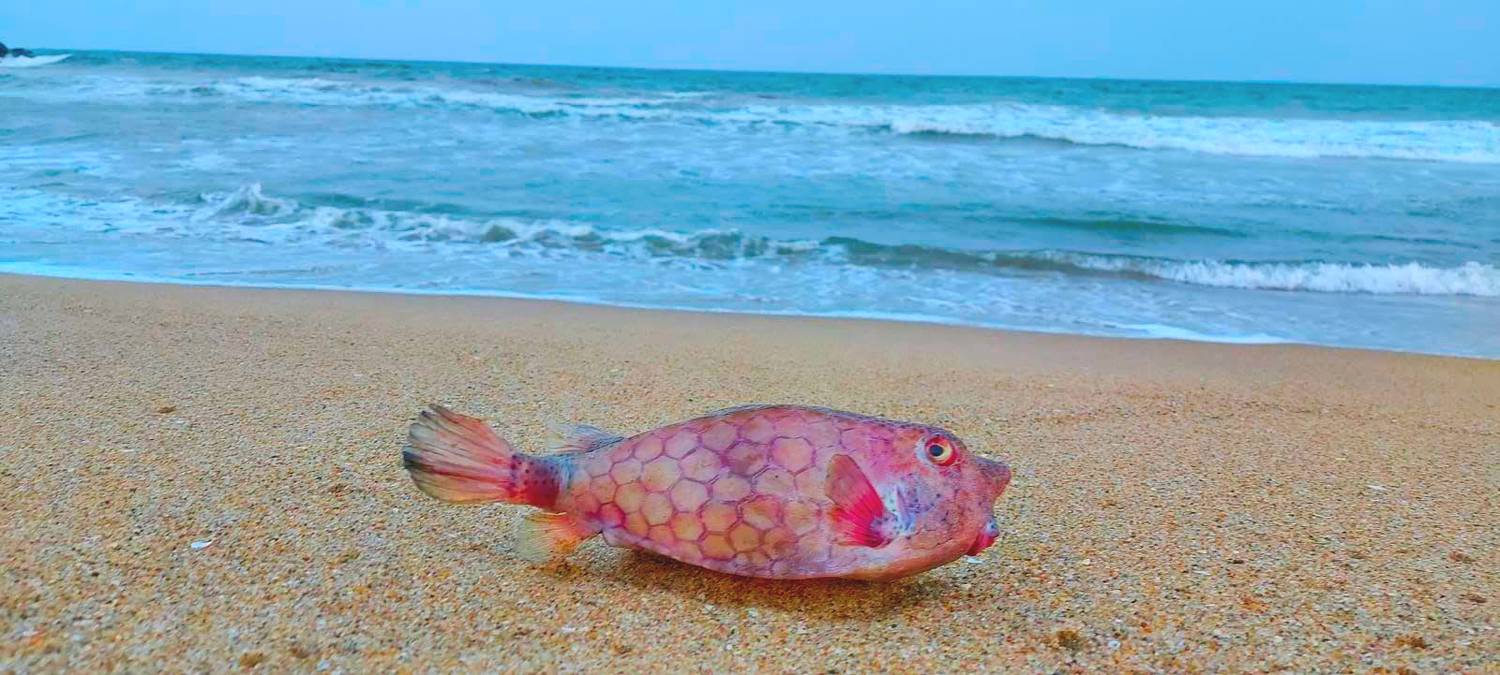 Walk by the beach