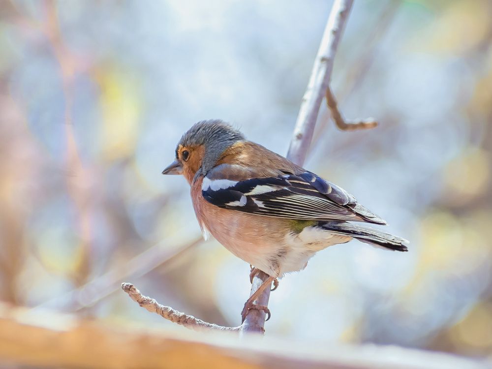 Photograph by Николай Николаенко