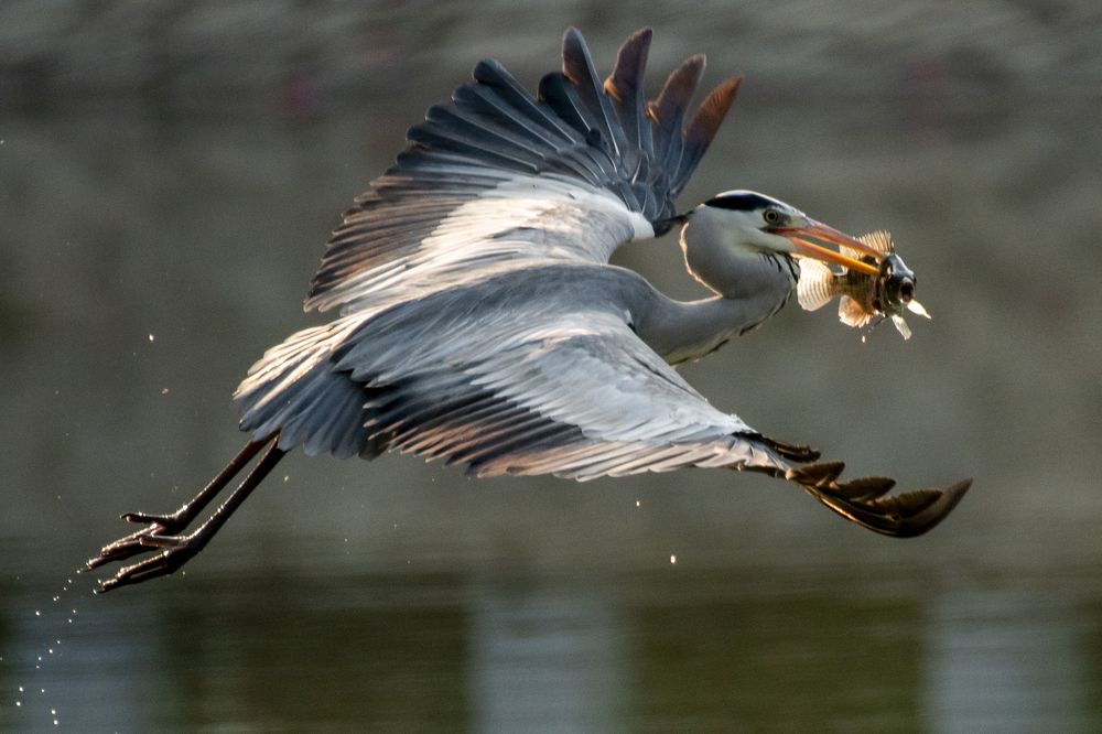 The Tea Time of Grey Heron