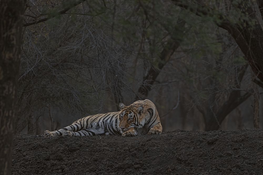 Photograph by Abhinav Behera