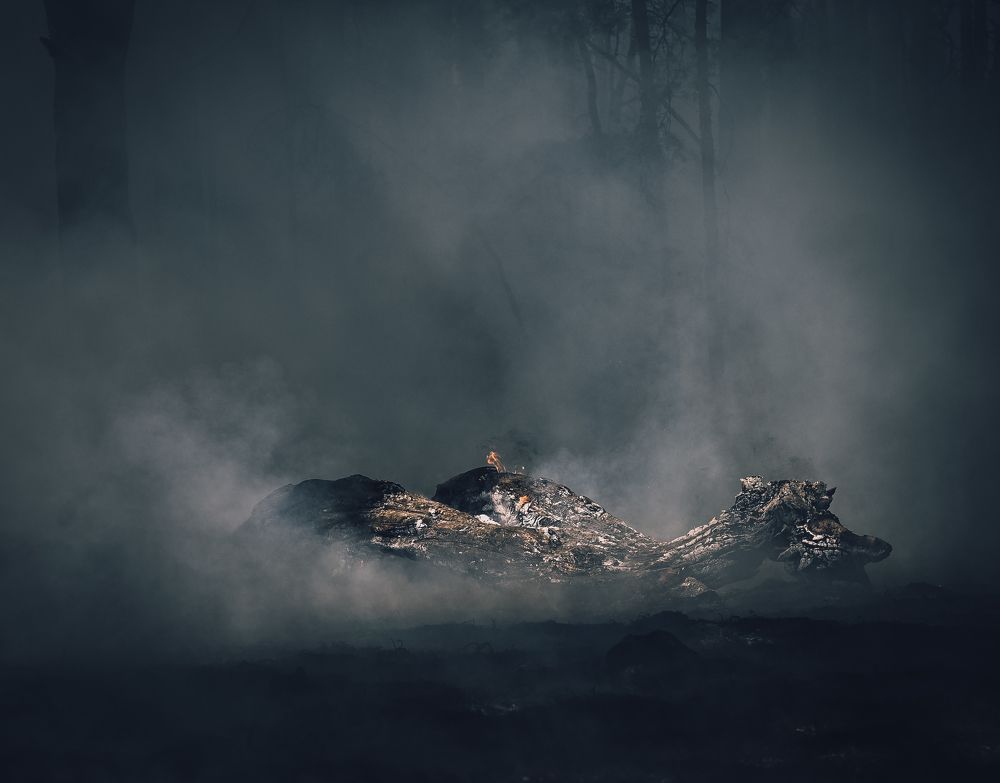 огненный дракон пожара