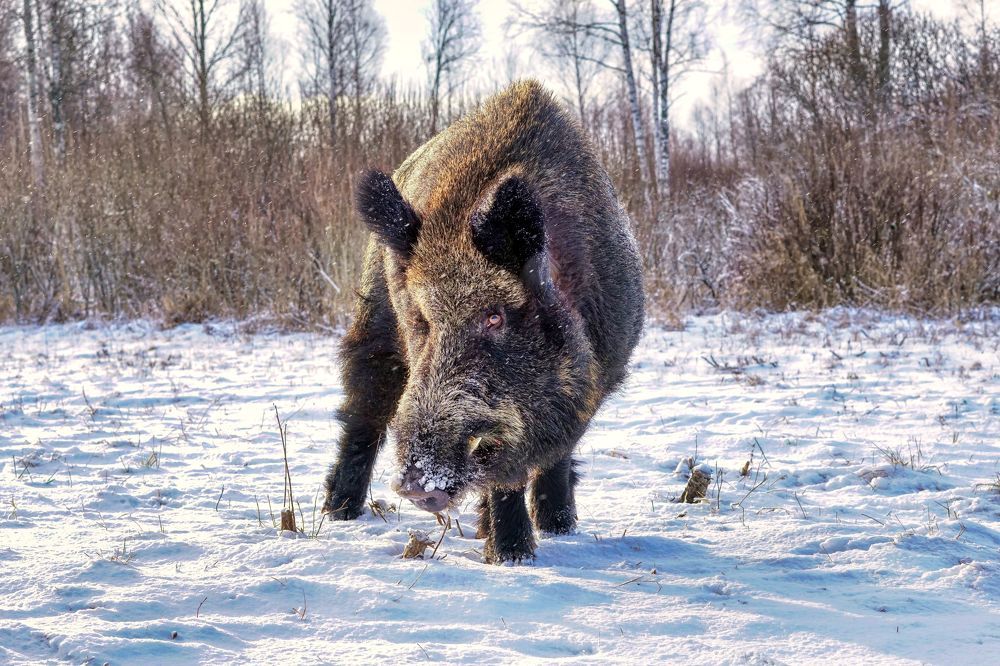 Кабан-секач в период гона