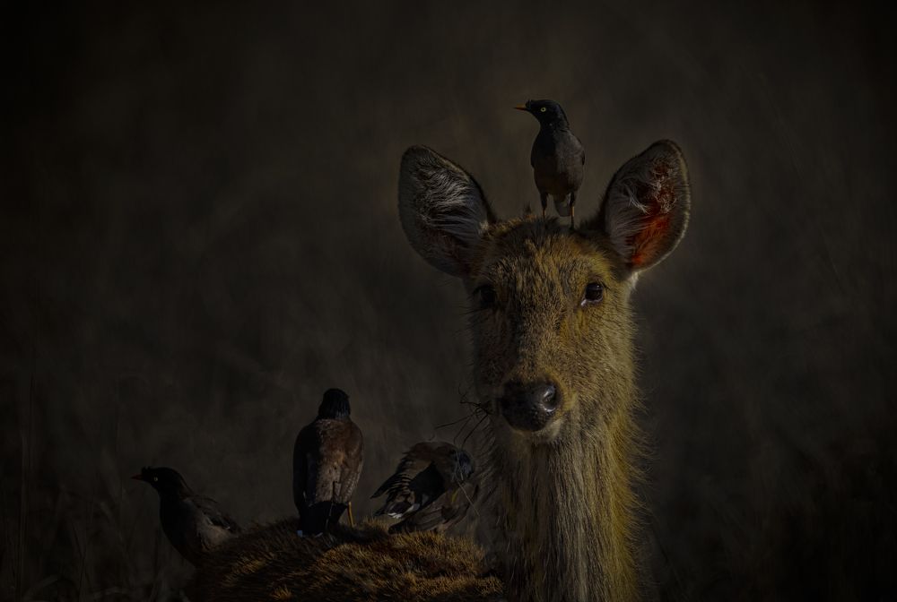 Фотография автора Ashok Behera