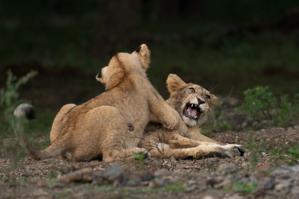 Фотография автора Ishan Vora