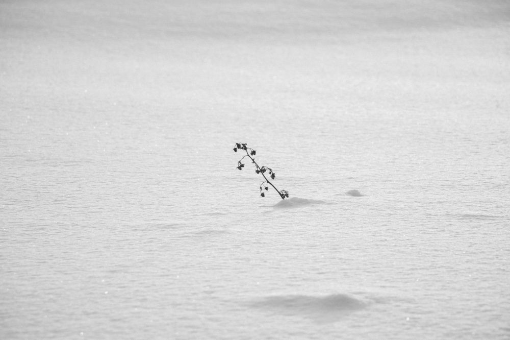 Photograph by Nikita Oshvintsev