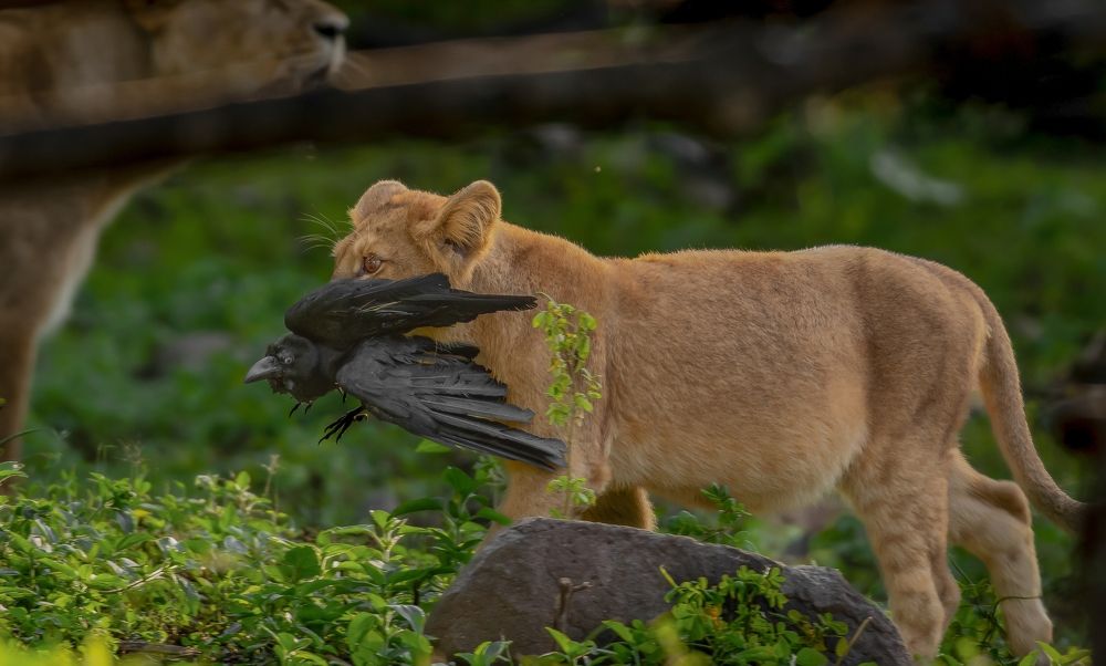 Asiatic Lion Cub With Crow Kill