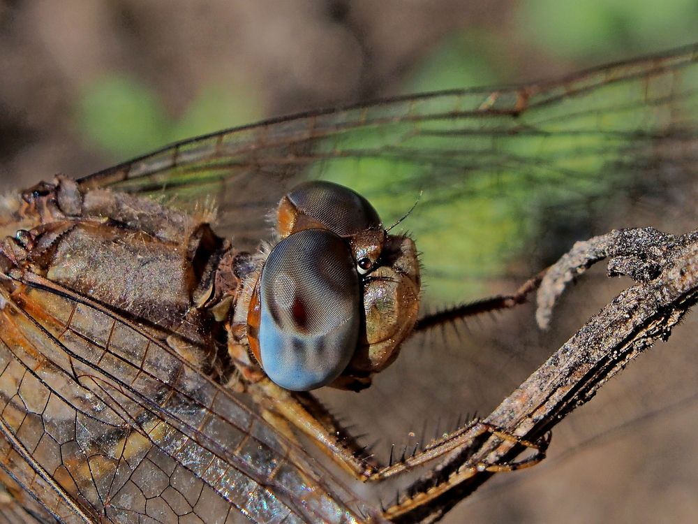 Photograph by Александр Петренко
