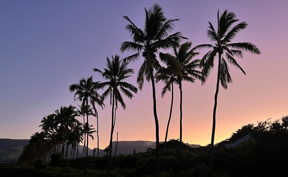 Coconut trees avenue at the sunset
