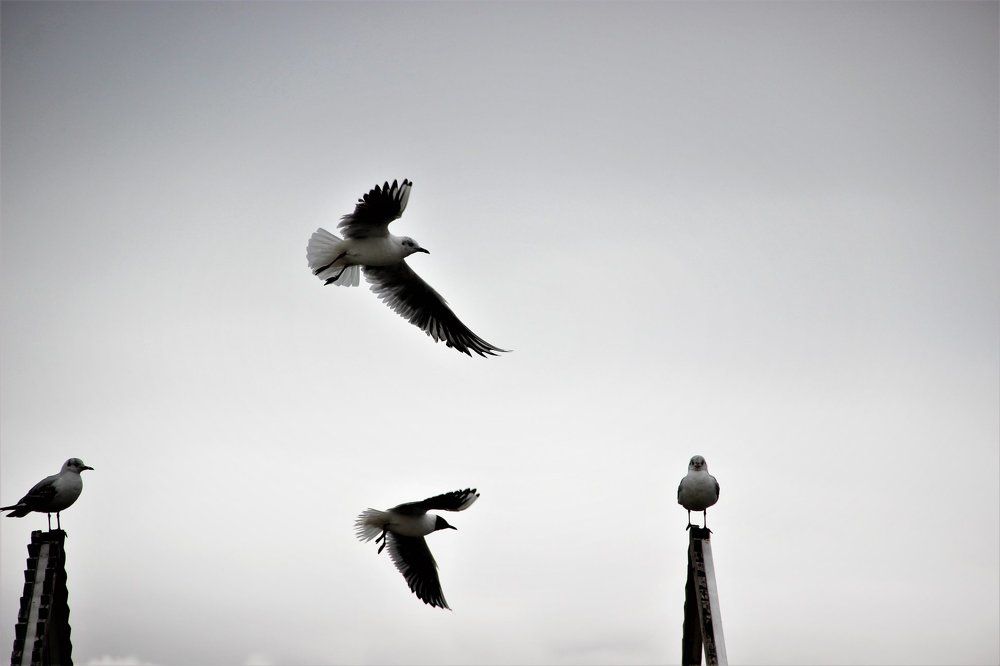 Фотография автора Юлия Воронова