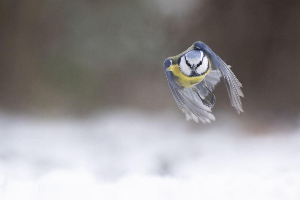 Photograph by Flora Jakab