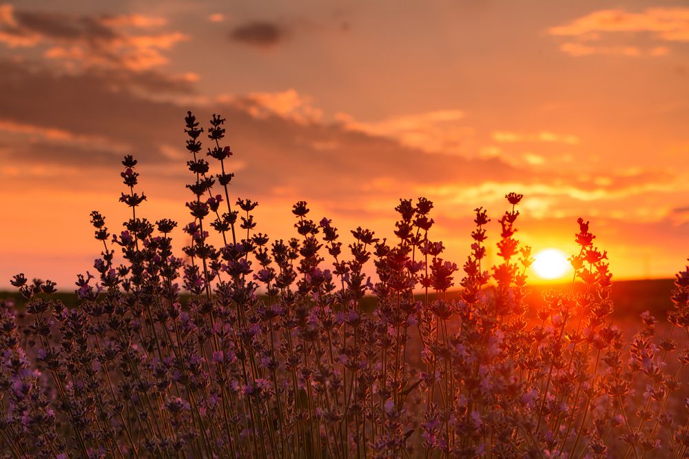 Photograph by Трайко Байко