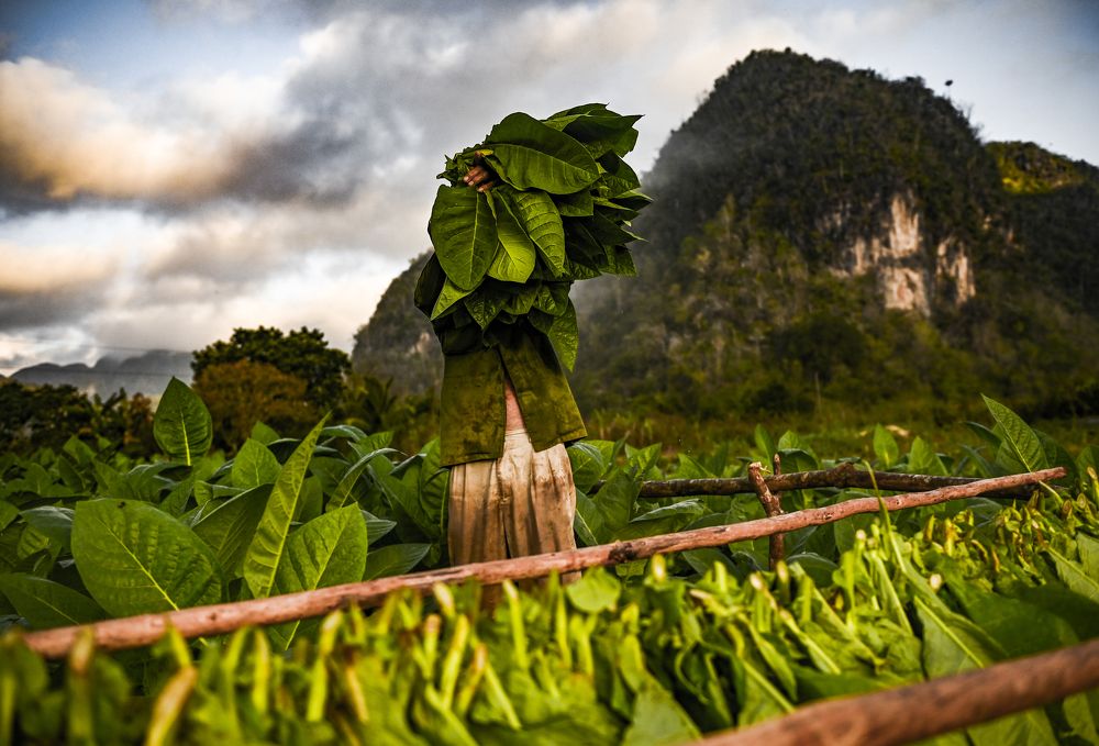 Tierra del mejor Habano!