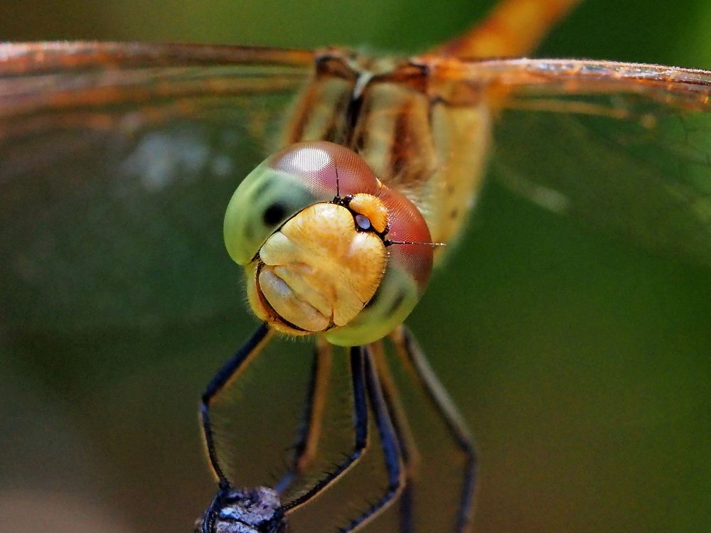 Photograph by Александр Петренко