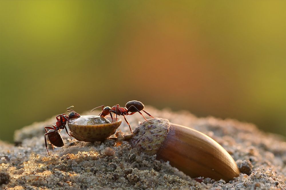 Photograph by Sokolova Tatiana