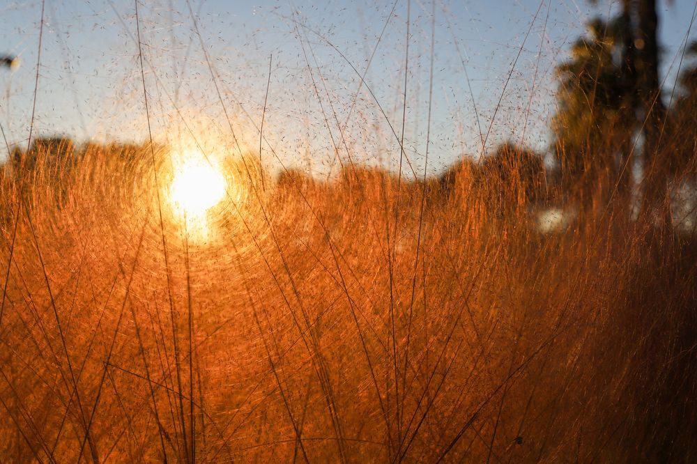 Солнце в траве