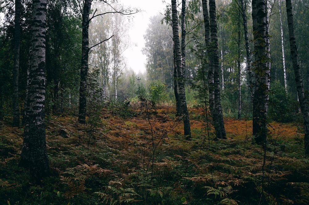 Фотография автора Александр Османов