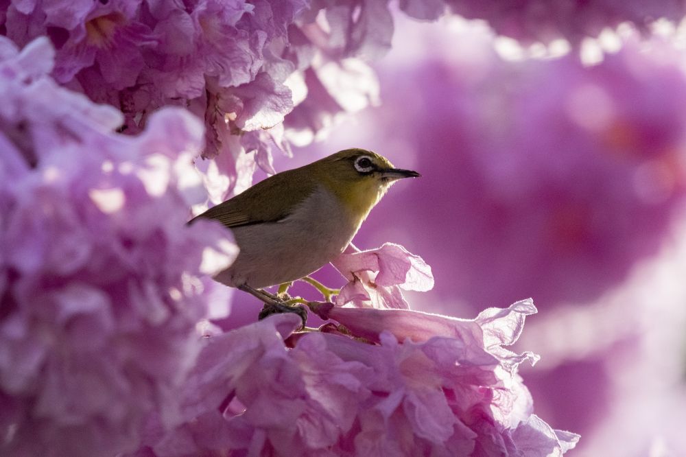 Japanese White-eye and Suzuki
