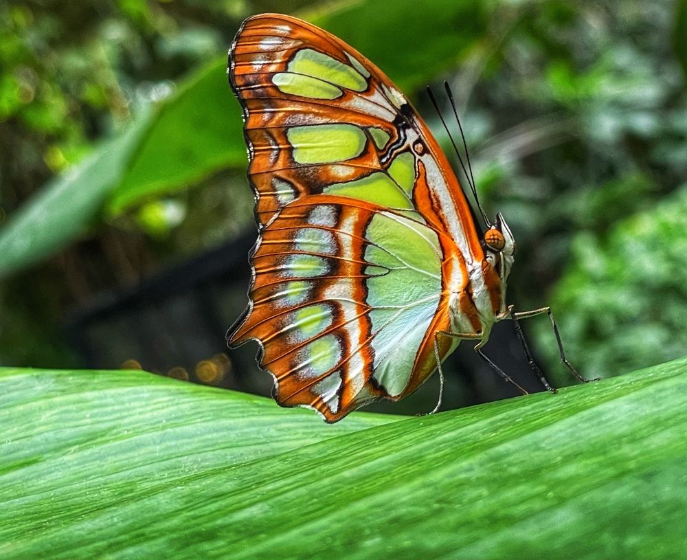 Photograph by Cozette Marcello