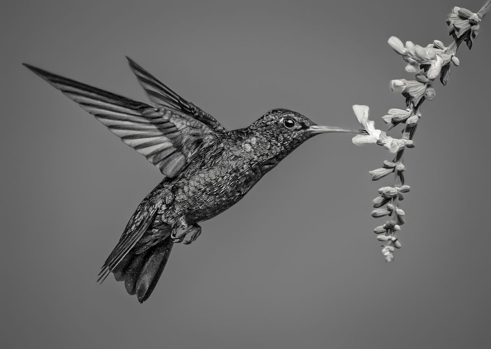 Common hummingbird sucking blue flowers
