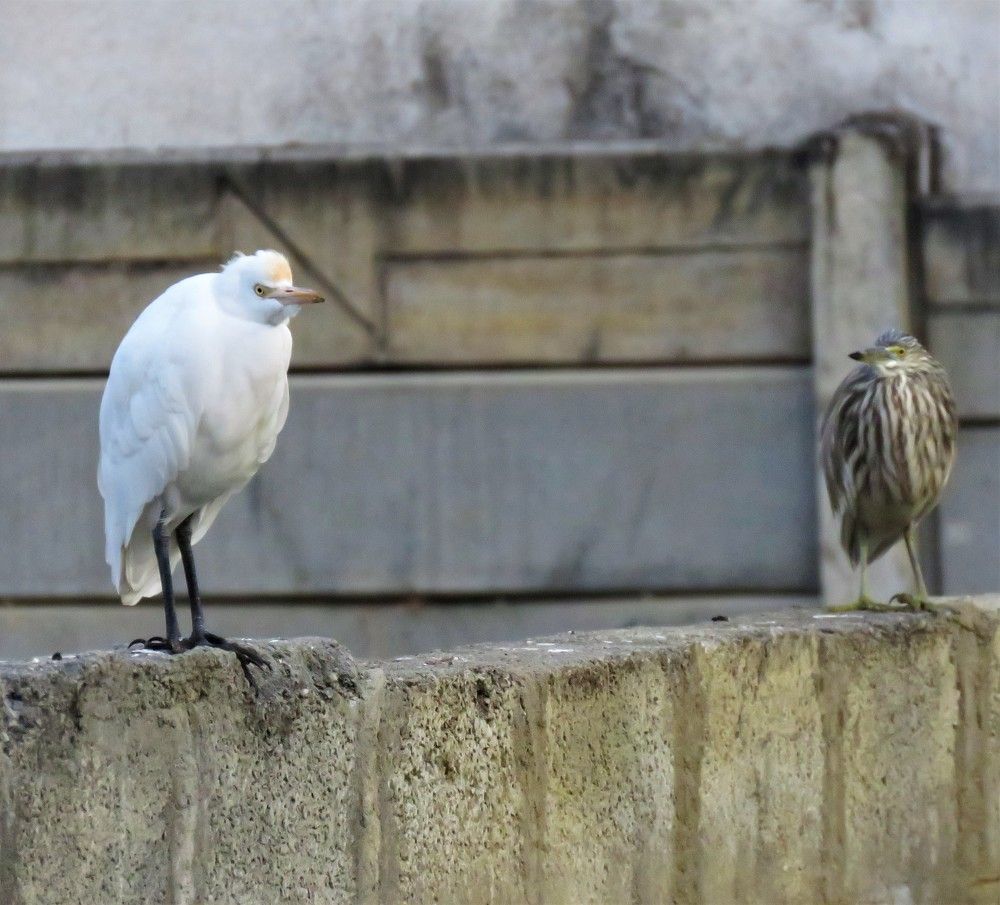 Cattle egret with pond heron looking on, on a wall