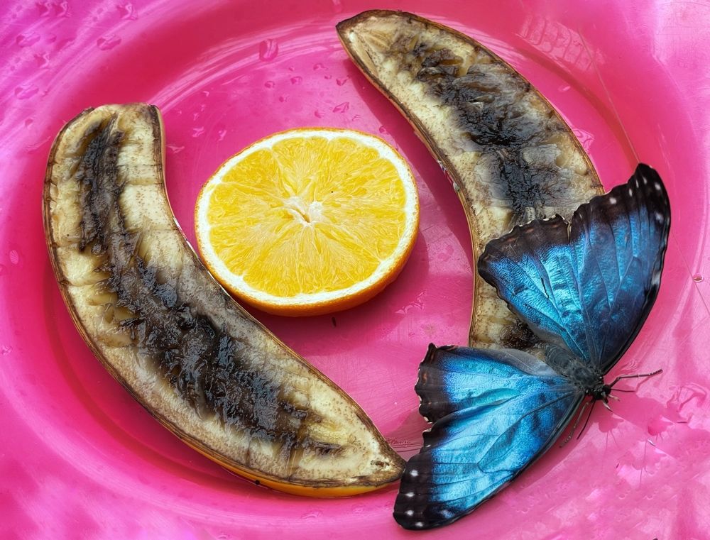 Photograph by Cozette Marcello