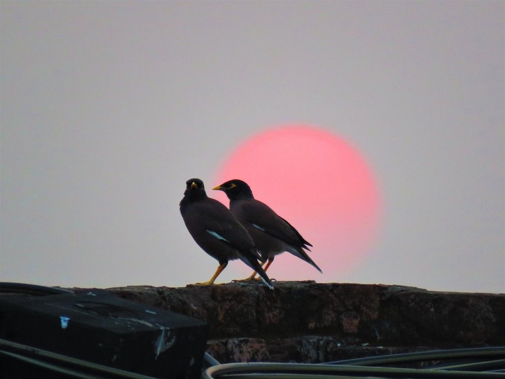 2 common mynah on a building rooftop