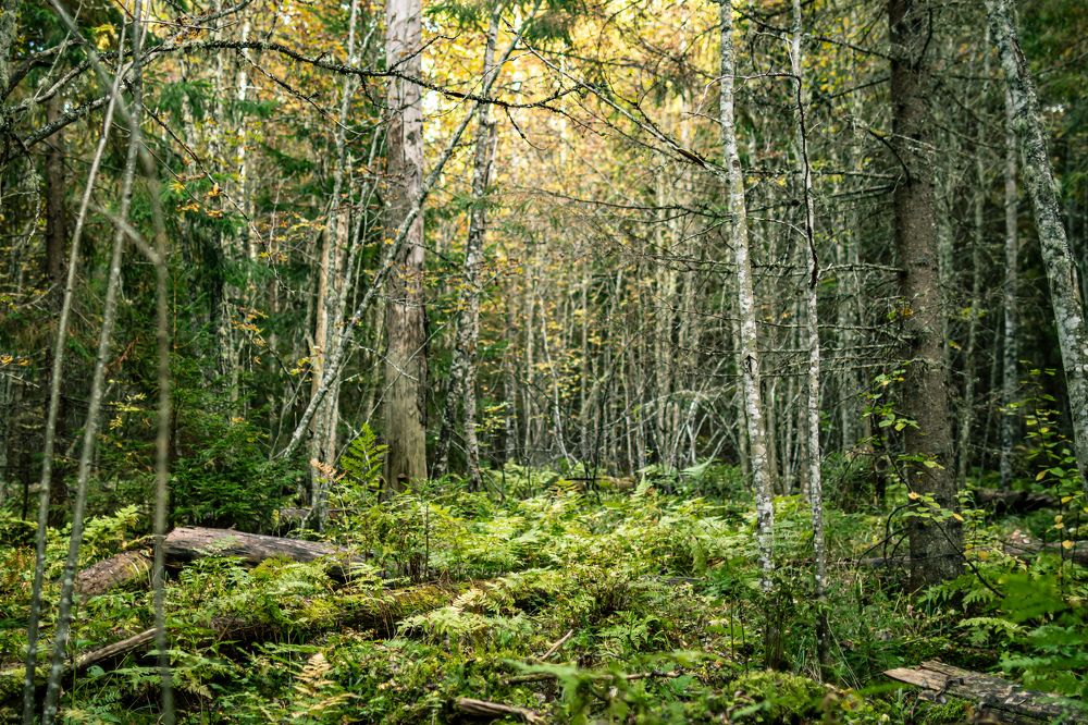 Photograph by Анатолий Павлович