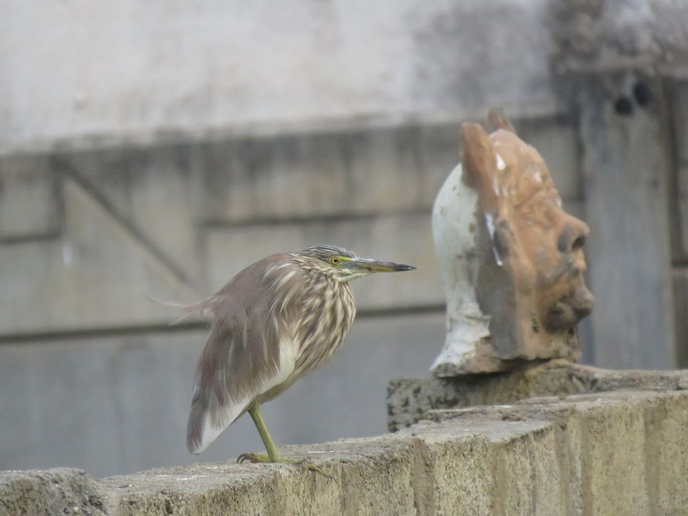 Pond herron standing behind a stone statue on a wall