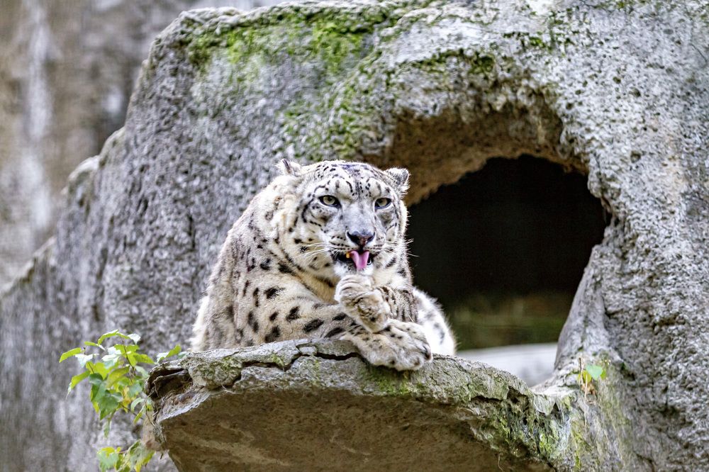 Умывающийся ирбис (снежный барс)