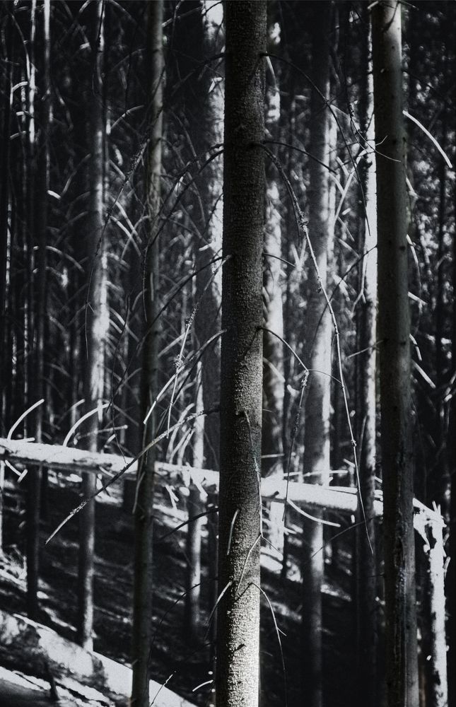 Photograph by Светлана Холодняк