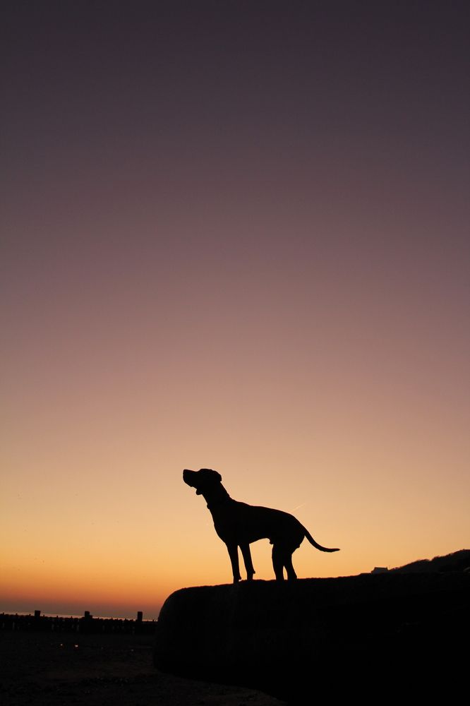 Anticipation of the sun