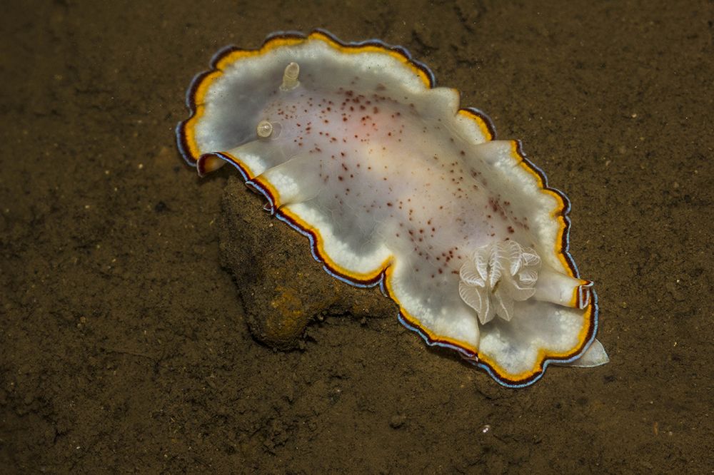 White Beauty (Goniobrachus trimarginatus)