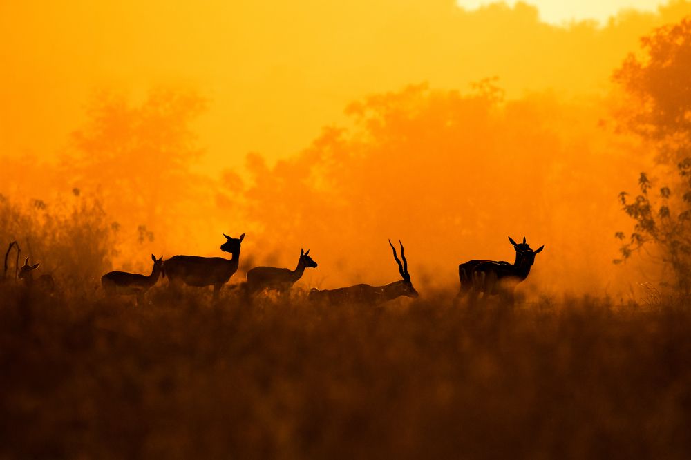 Фотография автора Sunny Saha Pramanick