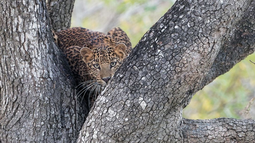 Photograph by Venkat Mangudi
