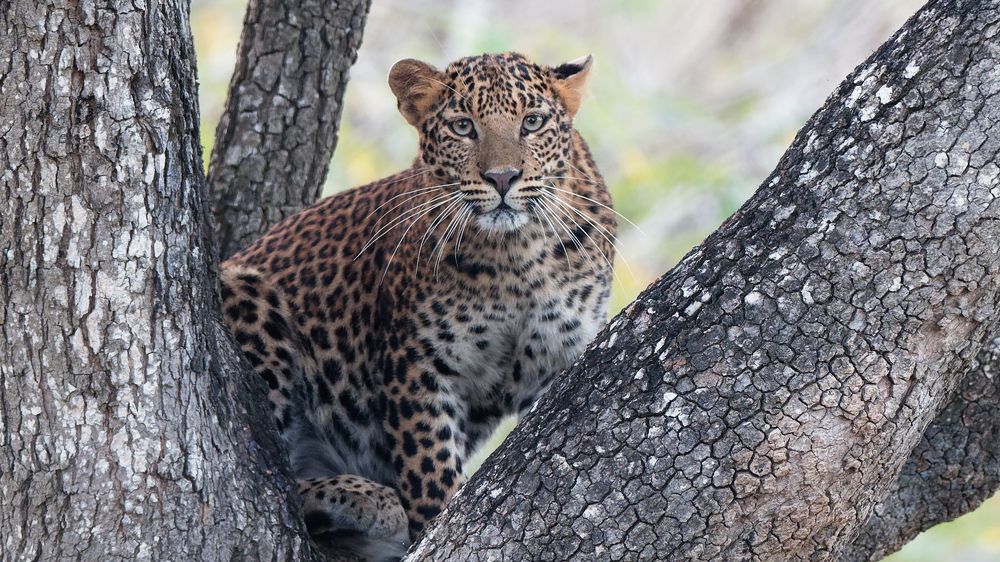 Photograph by Venkat Mangudi