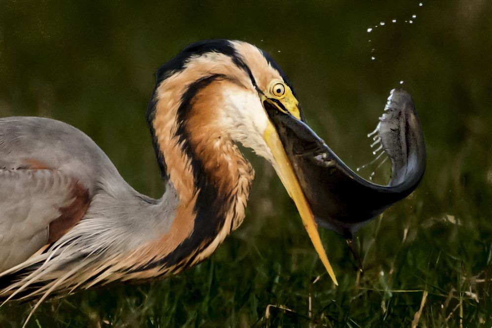 Photograph by Rahuldeb Bhattacharya